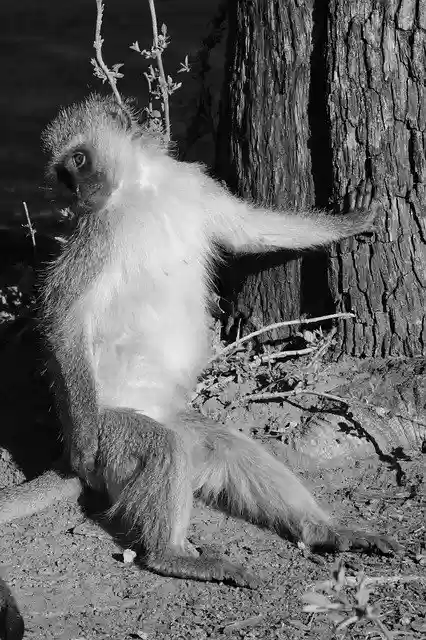 Free download Vevet Monkey Portrait -  free photo or picture to be edited with GIMP online image editor