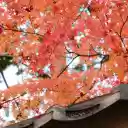 Vibrant Autumn Leaves at Kyotanabe Temple in Kyoto  screen for extension Chrome web store in OffiDocs Chromium