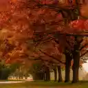 Vibrant Autumn Trees  screen for extension Chrome web store in OffiDocs Chromium