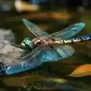 Vibrant Dragonfly Macro  screen for extension Chrome web store in OffiDocs Chromium
