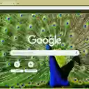 Vibrant Peacock Feathers  screen for extension Chrome web store in OffiDocs Chromium