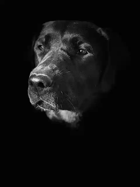 Free download View Dog Animal -  free free photo or picture to be edited with GIMP online image editor