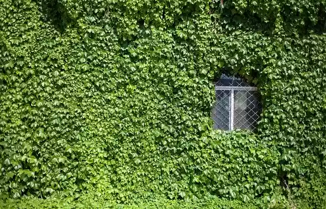 Free download Vine Ivy Natural -  free photo or picture to be edited with GIMP online image editor