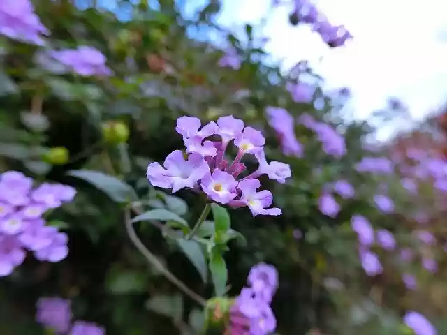 Free download Vine Lantana Montevidensis -  free free photo or picture to be edited with GIMP online image editor
