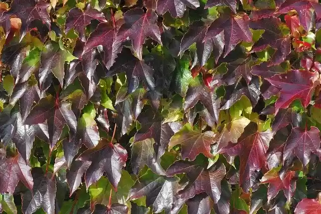 Free download Vine Leaves Wall Nature -  free photo or picture to be edited with GIMP online image editor