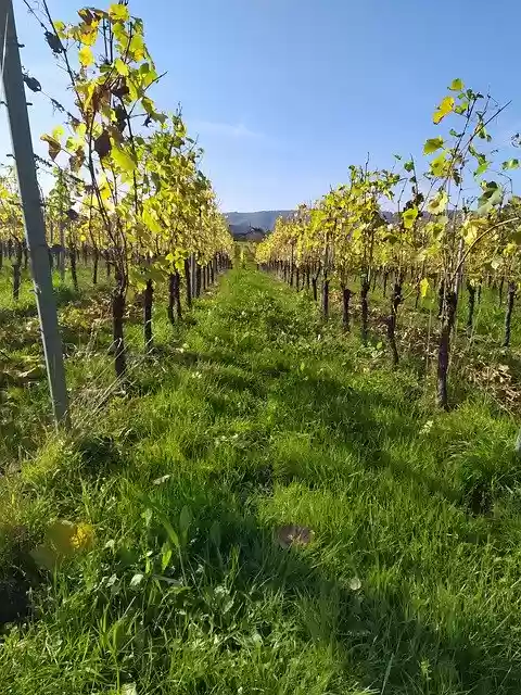 Free download Vines Autumn Winegrowing -  free photo or picture to be edited with GIMP online image editor