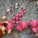 Vines cling to the wall  screen for extension Chrome web store in OffiDocs Chromium