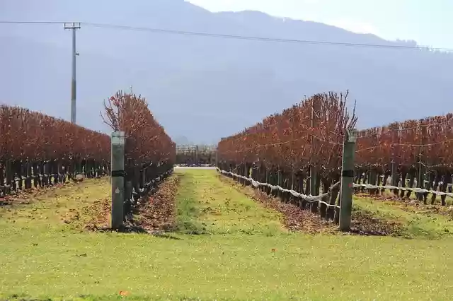 Free download vineyard blenheim new zealand wine free picture to be edited with GIMP free online image editor