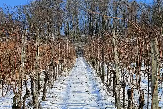 Descarga gratuita Vineyard Snow Winter: foto o imagen gratuita para editar con el editor de imágenes en línea GIMP