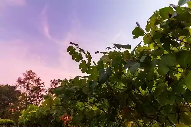 Free download Vineyard Sunset Autumn -  free photo or picture to be edited with GIMP online image editor