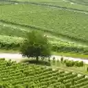 VINEYARD Theme  screen for extension Chrome web store in OffiDocs Chromium