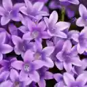 Violet Flower Theme  screen for extension Chrome web store in OffiDocs Chromium