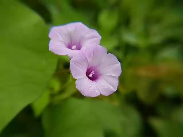 Free download Violet Flower Wildflowers -  free photo or picture to be edited with GIMP online image editor