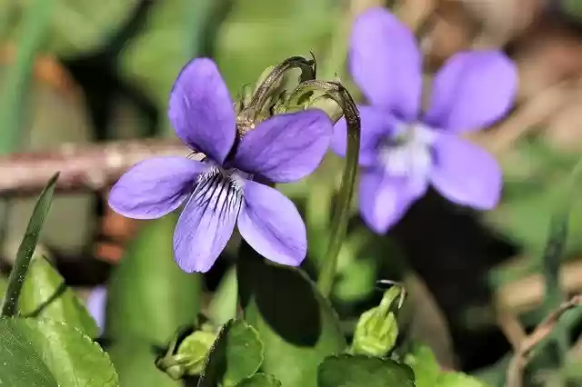 Free download Violet Forest Spring -  free photo or picture to be edited with GIMP online image editor