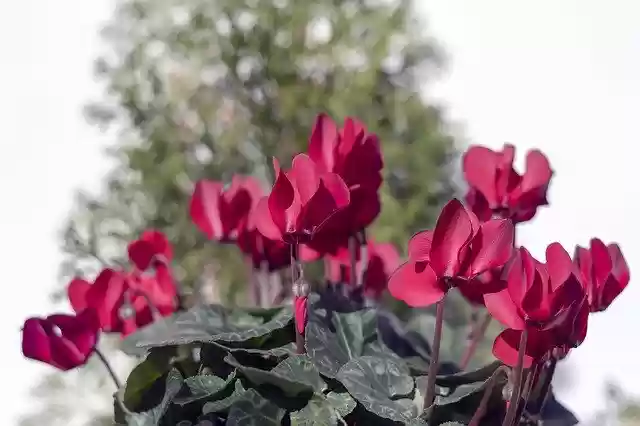 Free download Violets Flowers Violet -  free photo or picture to be edited with GIMP online image editor