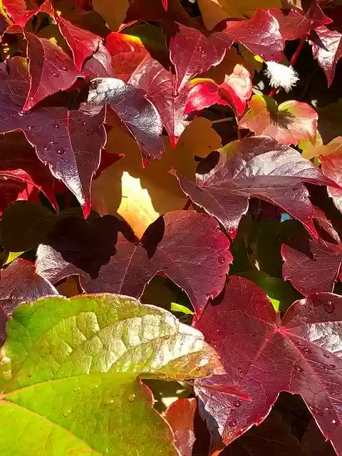 Gratis download Virginia Creeper Autumn Leaves - gratis foto of afbeelding om te bewerken met GIMP online afbeeldingseditor