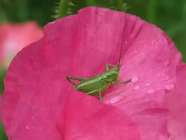 Free download Viridissima Grille Insect -  free free photo or picture to be edited with GIMP online image editor