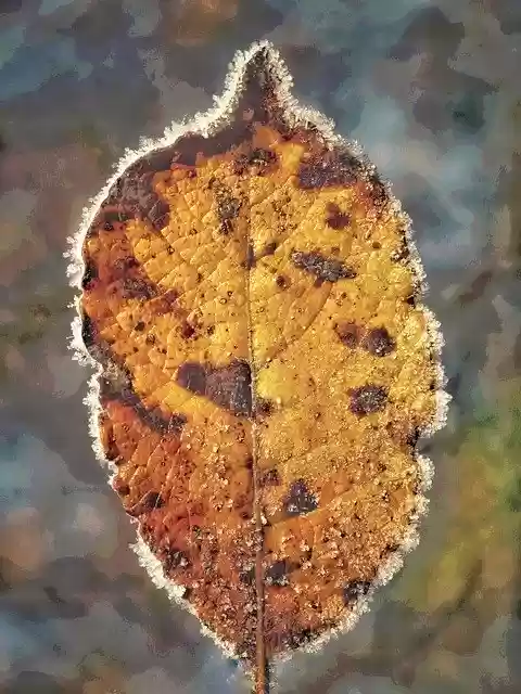 Free download Vivid Color Leaf -  free free photo or picture to be edited with GIMP online image editor