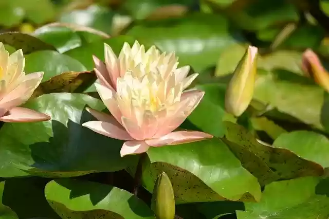 Free download Vizililiom Water Lily Flower -  free photo or picture to be edited with GIMP online image editor
