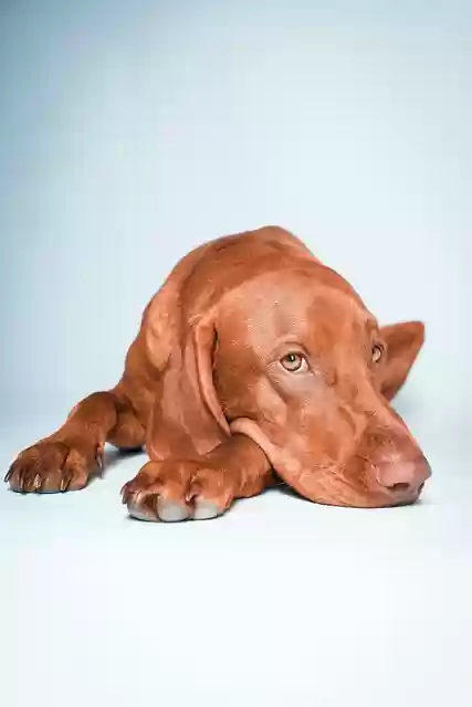 Free download vizsla dog pet animal domestic dog free picture to be edited with GIMP free online image editor