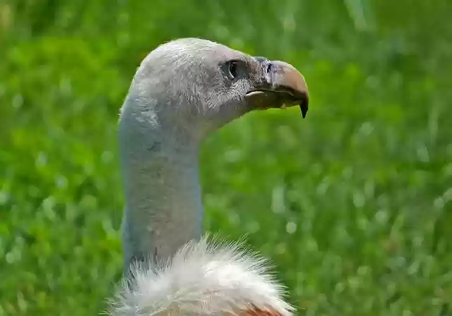 Free download vulture scavenger bird animal free picture to be edited with GIMP free online image editor