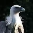 VULTURE THEME  screen for extension Chrome web store in OffiDocs Chromium