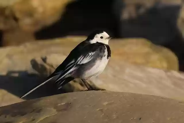 Free download wagtail pied wagtail bird nature free picture to be edited with GIMP free online image editor