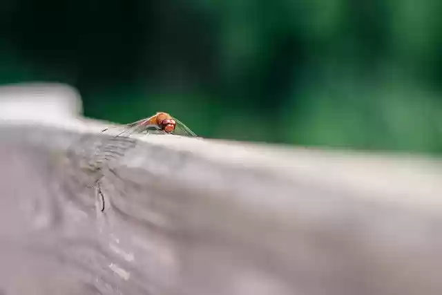 Free download Ważka Bokeh Blur The -  free photo or picture to be edited with GIMP online image editor