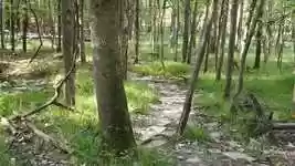 Free download Walk Forest Path -  free video to be edited with OpenShot online video editor