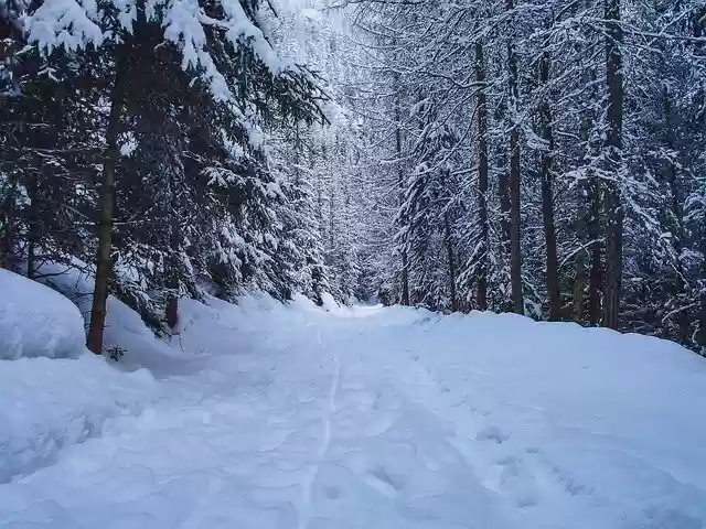 Free download Walking Path Snow Trees -  free photo or picture to be edited with GIMP online image editor