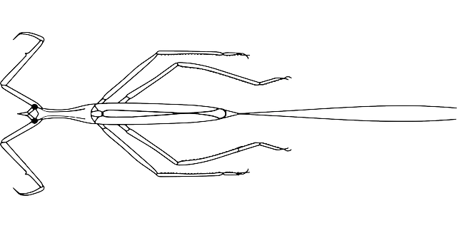 Free download Walking Sticks Stick Bug - Free vector graphic on Pixabay free illustration to be edited with GIMP free online image editor