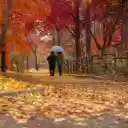 Walk in the park  screen for extension Chrome web store in OffiDocs Chromium