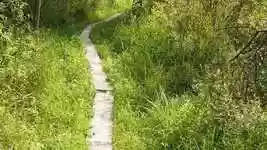 Free download Walk Trail Wood -  free video to be edited with OpenShot online video editor