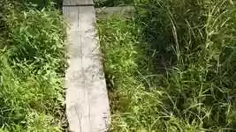 Free download Walk Wood Nature -  free video to be edited with OpenShot online video editor