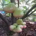 wallpaper of a fruit tree  screen for extension Chrome web store in OffiDocs Chromium