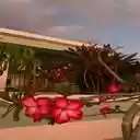 wallpaper of a garden corner and flowers  screen for extension Chrome web store in OffiDocs Chromium