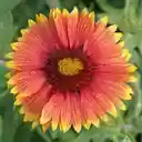 Wallpaper of rough leaves chrysanthemum  screen for extension Chrome web store in OffiDocs Chromium