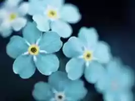 Free download Wallpaper Request By Finvara free photo or picture to be edited with GIMP online image editor