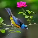 Wallpaper sparrow perched on rose branch  screen for extension Chrome web store in OffiDocs Chromium