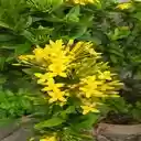 wallpaper tree with yellow flower cluster  screen for extension Chrome web store in OffiDocs Chromium