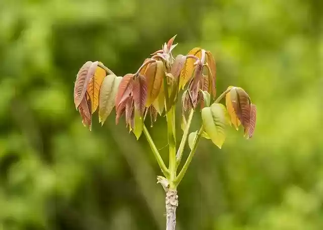 Free download Walnut Wood Green -  free photo or picture to be edited with GIMP online image editor