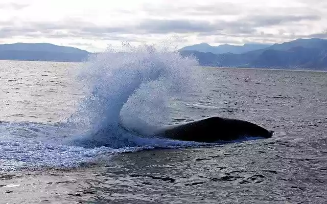 Free download Wal Sea Ocean -  free photo or picture to be edited with GIMP online image editor