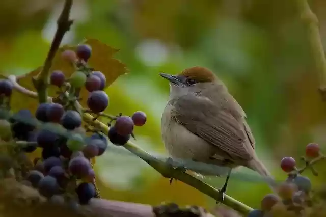 Free download Warbler Black Head Bird -  free free photo or picture to be edited with GIMP online image editor