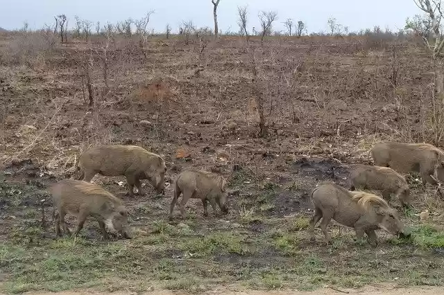 Free download Warthog Family Pigs -  free photo or picture to be edited with GIMP online image editor