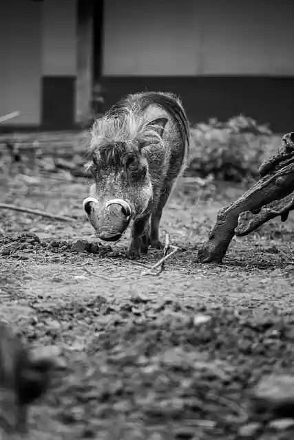 Free download warthog piglet wild animal forest free picture to be edited with GIMP free online image editor