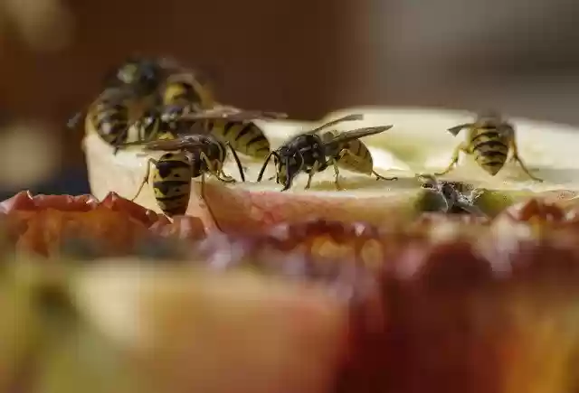 Free download Wasp Apple Food -  free free photo or picture to be edited with GIMP online image editor