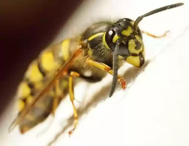 Free download Wasp Close Up Macro -  free photo or picture to be edited with GIMP online image editor