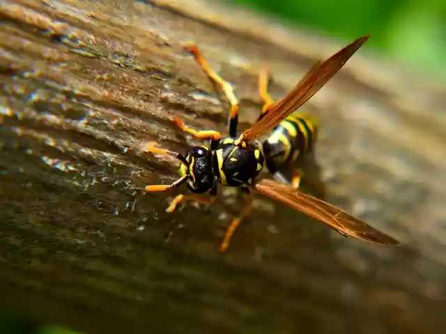 Free download Wasp Close Up Nature -  free photo or picture to be edited with GIMP online image editor