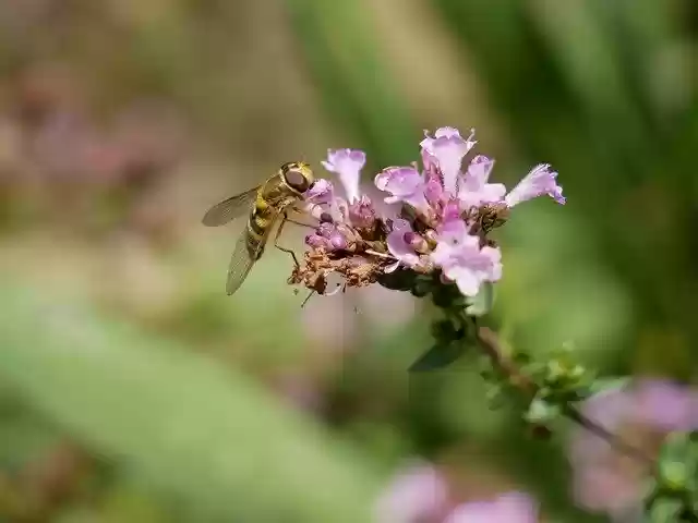 Free download Wasp Flower Pink -  free photo or picture to be edited with GIMP online image editor