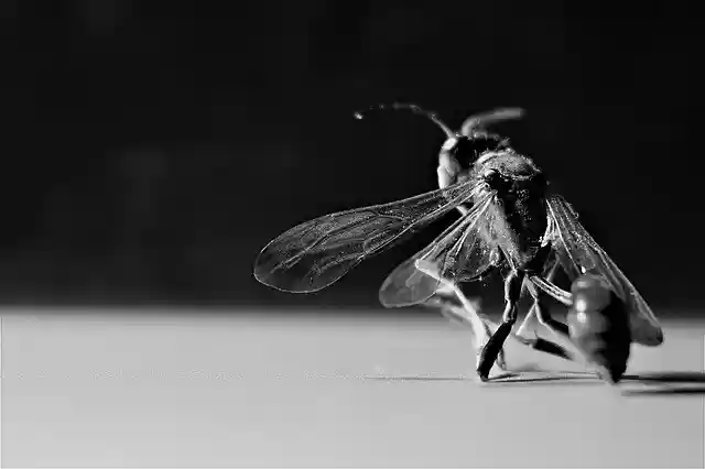 Download gratuito Wasp Insect - foto o immagine gratuita da modificare con l'editor di immagini online di GIMP
